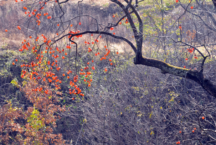 巴山的柿子红了
