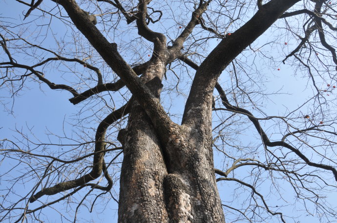 巴山的柿子红了