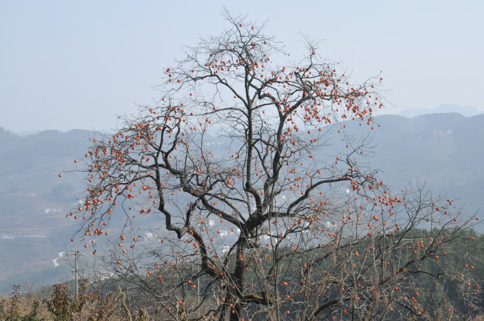 巴山的柿子红了