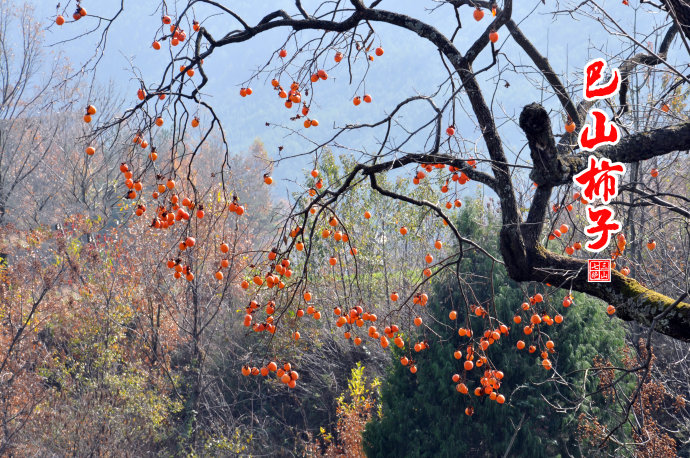 巴山的柿子红了