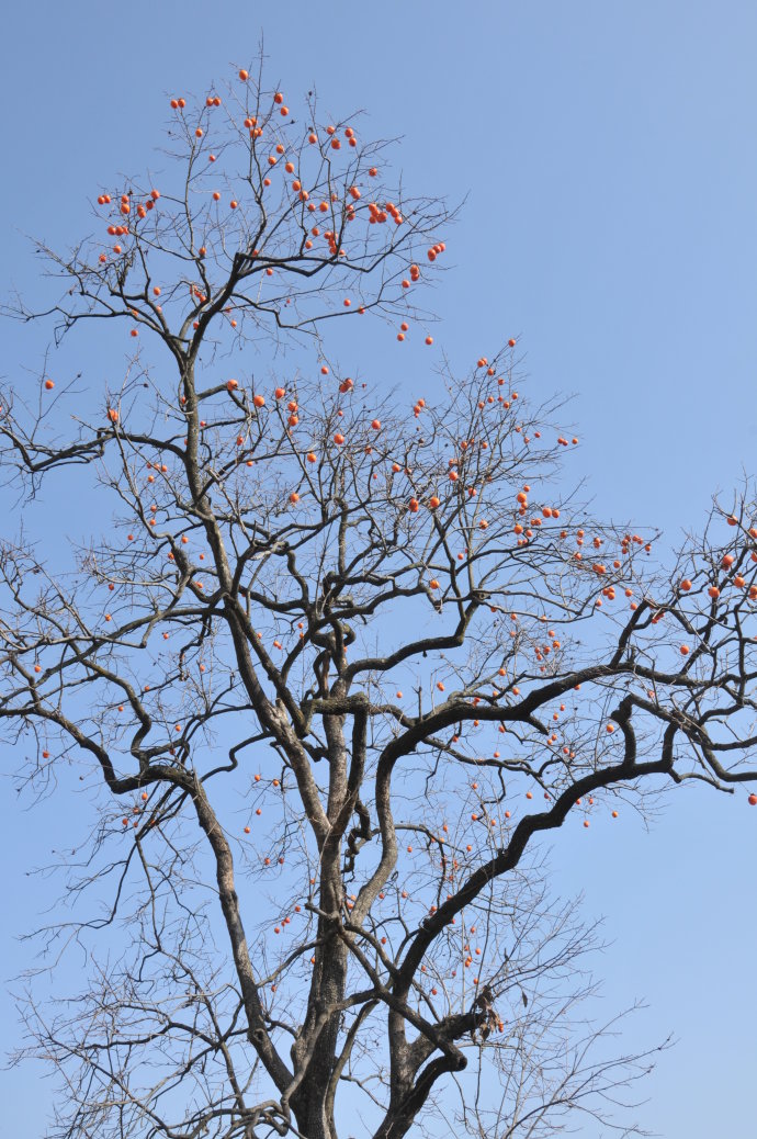 巴山的柿子红了